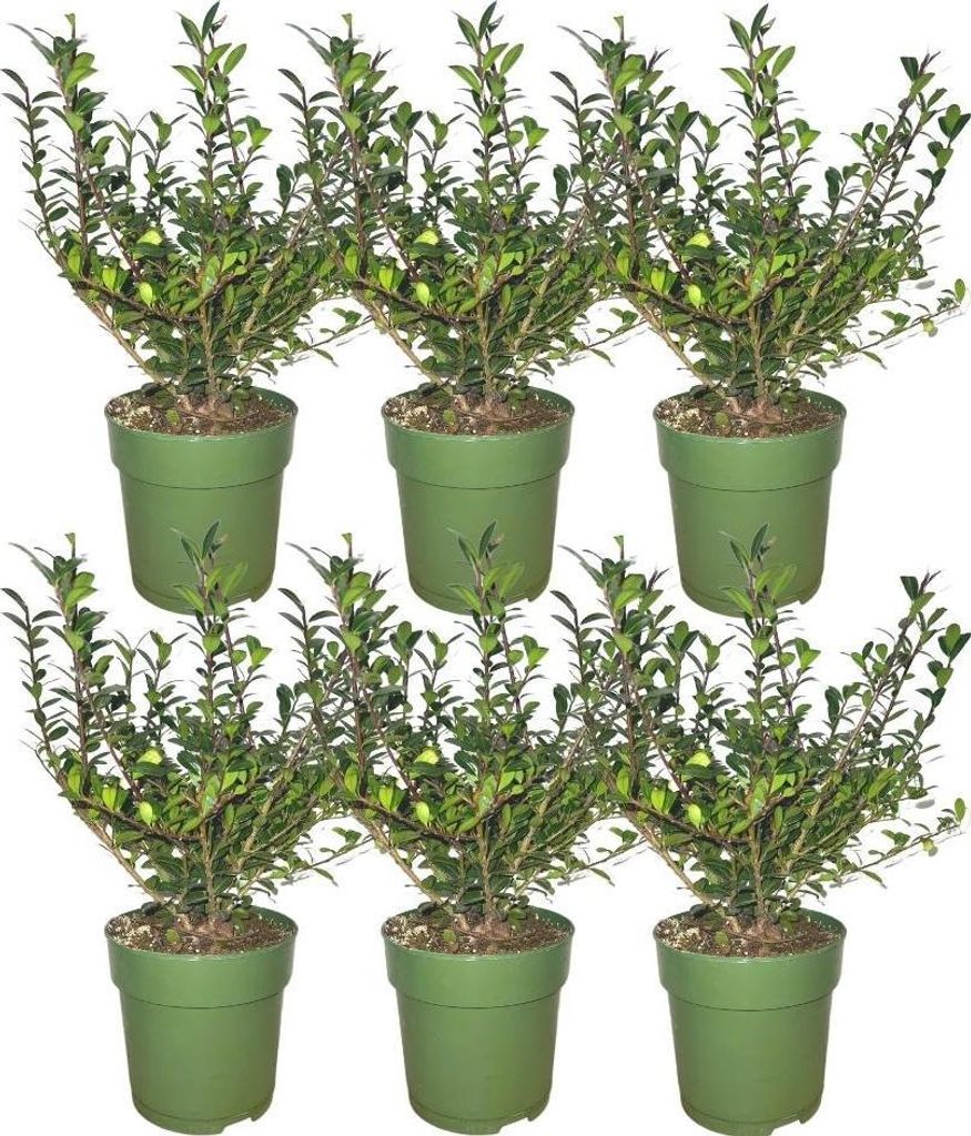 Plants by Frank - Haie de houx de 1 mètre - Ilex crenata « Image du produit 