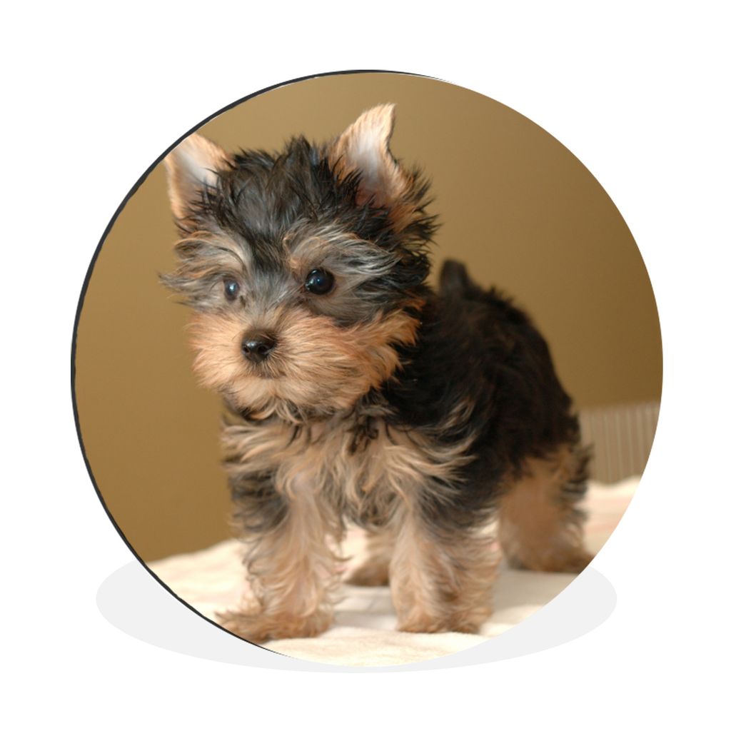 MuchoWow Aluminium Wandkreis Porträt eines Yorkshire Terriers Ø 90 cm Wanddeko Modern Wohnzimmer - Mauerkreis - Wandbilder - Runde Bild - Bild ...