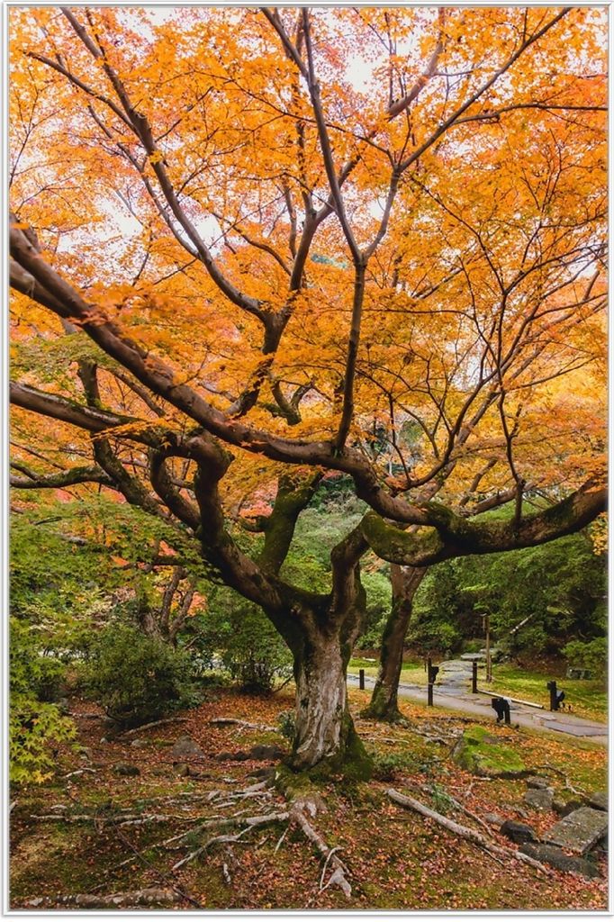 Wallario Wandbild Gelber Ahornbaum im Herbst in Japan, Größe: 61 x 91,50 cm, Poster mit weißem Aluminiumrahmen
