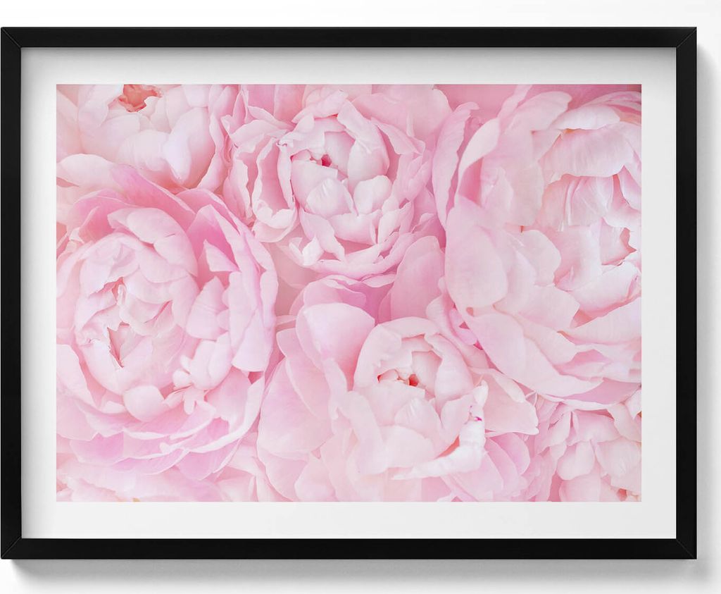 Zarte Pfingstrosen– Wandbild mit Rahmen – Gerahmtes Bild – Wanddekoration – 80x60 cm – Schwarz Rahmen