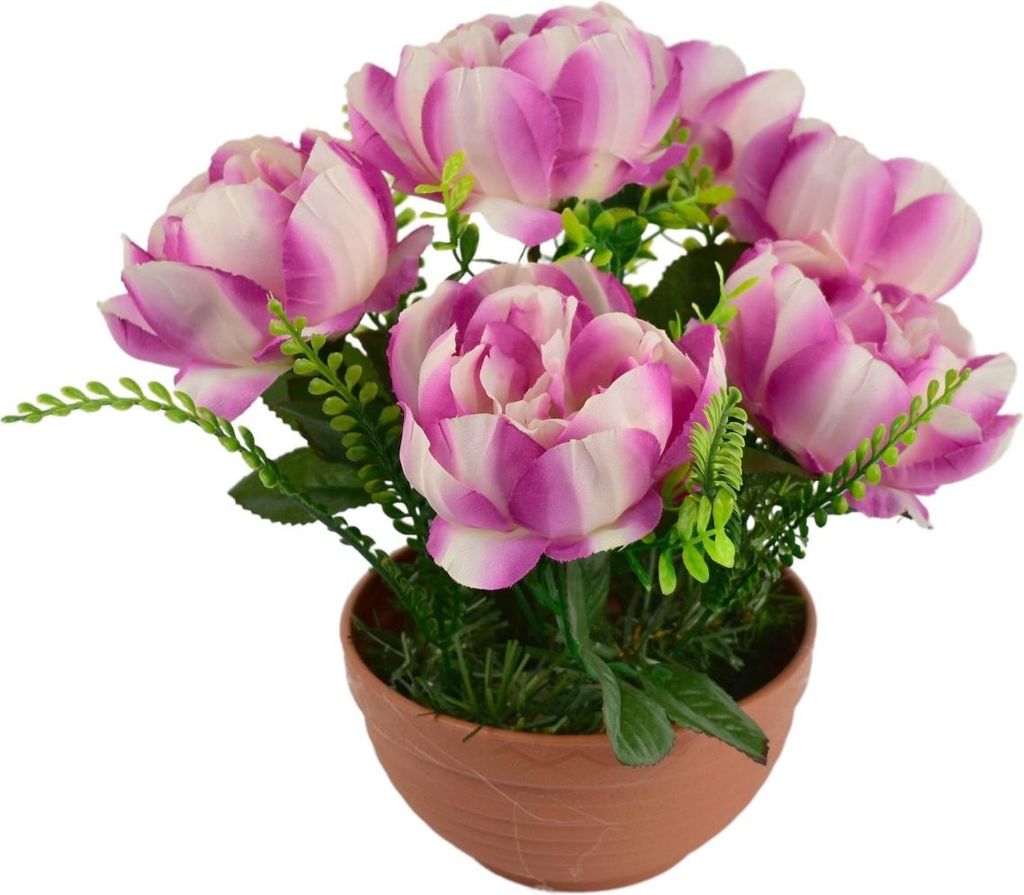 Pfingstrosen lila 6 Blumen in Terrakotta-Schale Ø26/26 cm