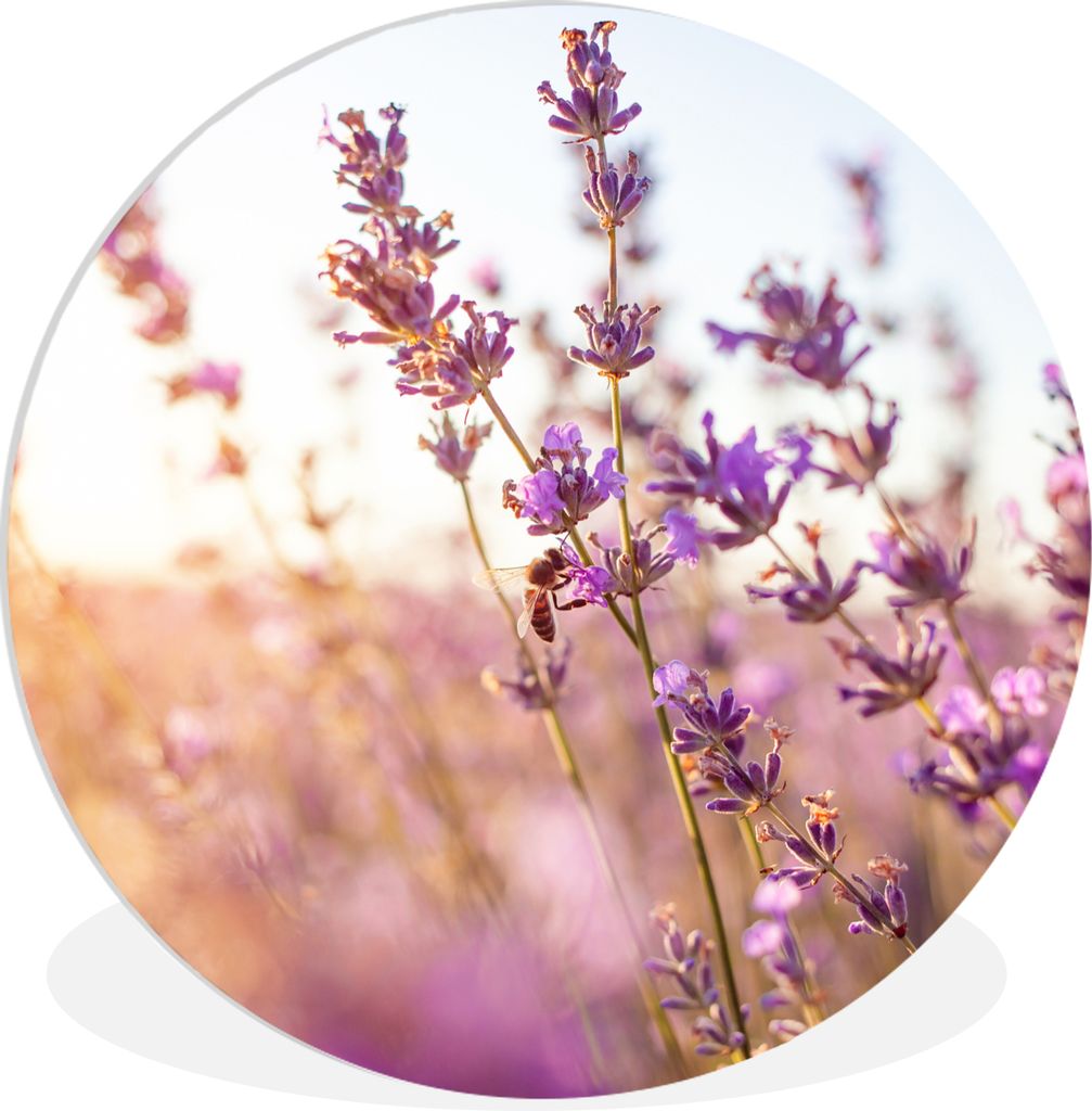 MuchoWow Rundes Wandbild - Runde Bilder Lavendel - Nahaufnahme - Sonne - Blumen - Lila Ø 30 cm Kreis Wanddekoration Kunststoff - Wandkreis - Wan...