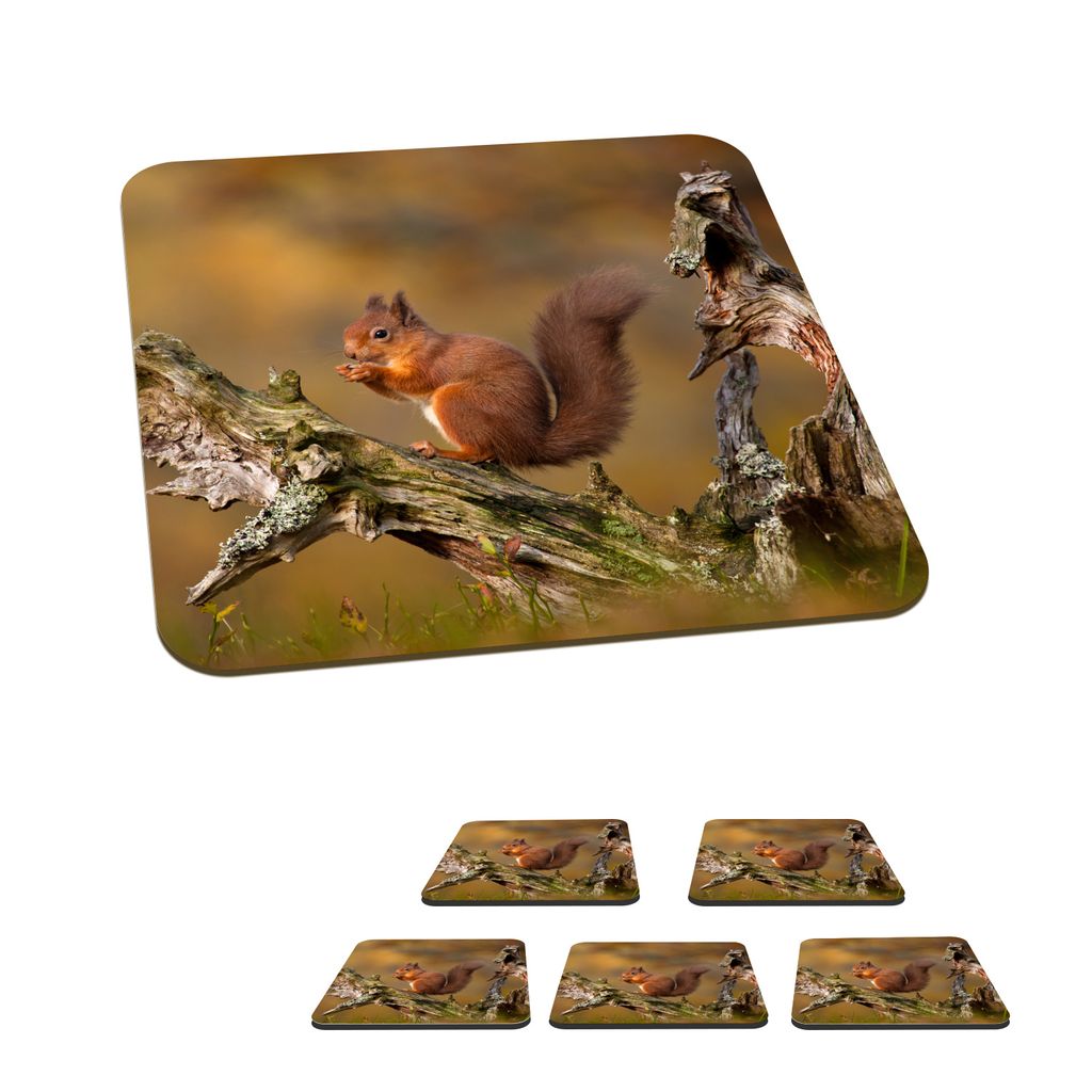 KitchenYeah Glasuntersetzer Quadratisch 6er Set Eichhörnchen - Baumstamm - Wald 10x10 cm Untersetzer für Gläser - Getränkeuntersetzer - Tisc...