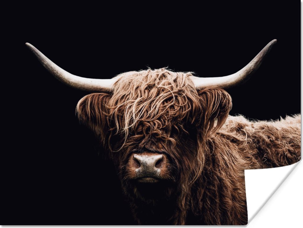 MuchoWow Poster Schottischer Highlander - Schwarz - Horn 160x120 cm - Foto Plakat