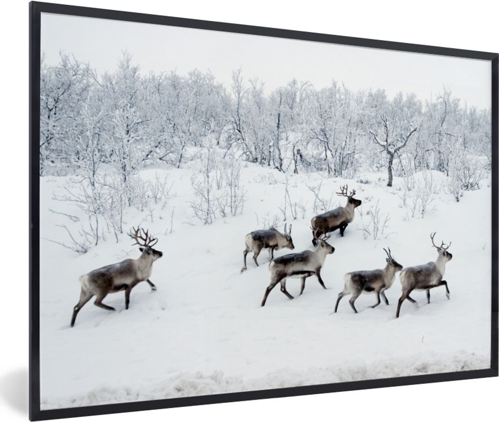 MuchoWow MuchoWow Gerahmtes Poster Rentier - Schnee - Wald - Winter 90x60 cm - Poster mit zchwarzem Bilderrahmen - Fotorahmen - Foto-Plakat