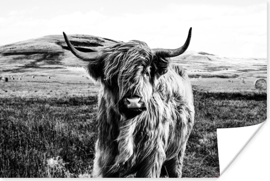MuchoWow Poster Schwarz - Weiß - Schottischer Highlander - Gras 180x120 cm - Fotoplakat