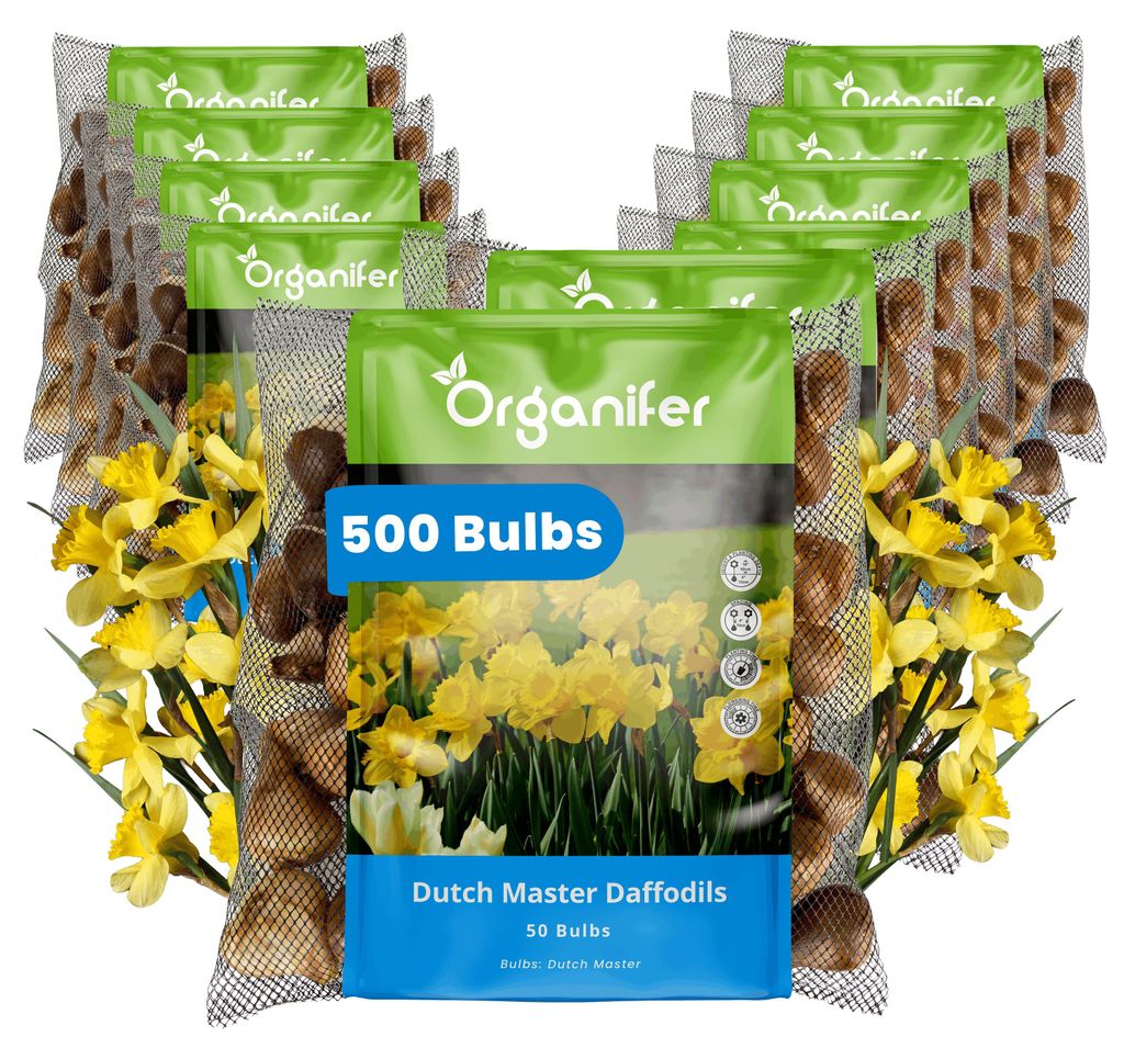 Narcisové Cibule - 500 Kvetinových Cibúľ - Dutch Master - Obrázok produktu 
