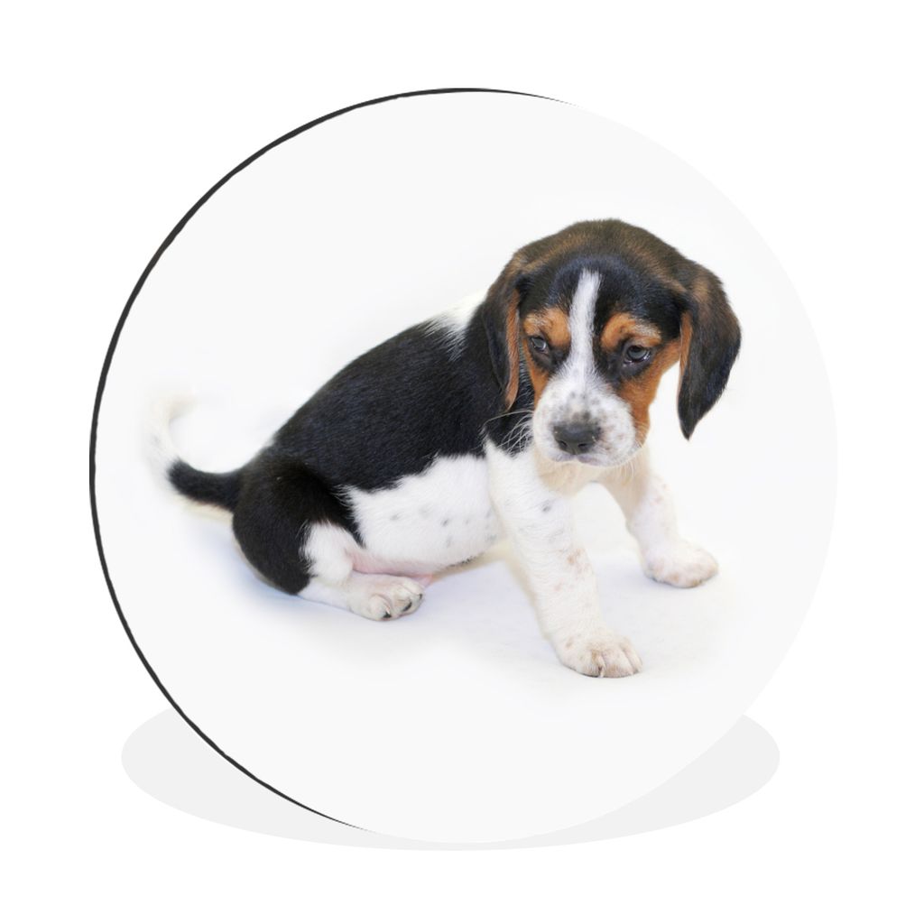 MuchoWow Aluminium Wandkreis Welpe - Beagle - Braun - Weiß Ø 60 cm Wanddeko Modern Wohnzimmer - Wand Kreis - Wandbild - Schlafzimmer - Aluminiu...