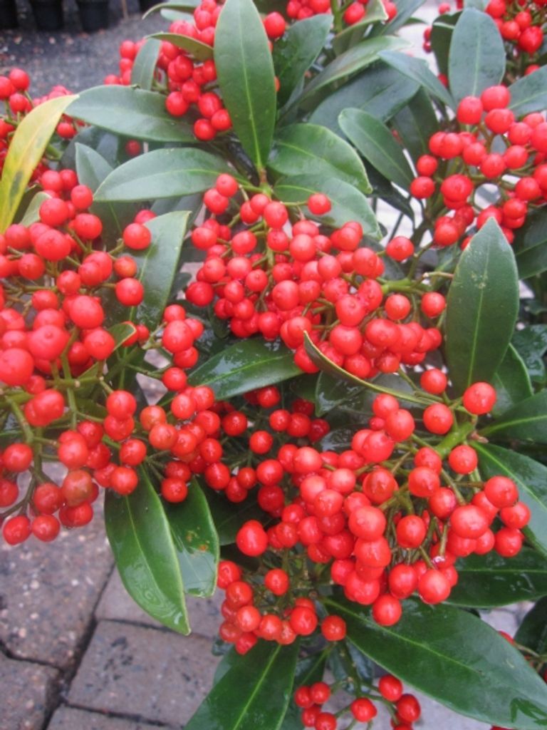 Skimmia japonica Winnies Dwarf - Japanische Skimmie - Produktbild 