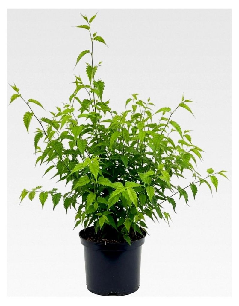 Kerria japonica 'Pleniflora' 40-60 cm - Ranunkelstrauch mit gefüllten gelben Blüten, Blütezeit April-Mai, geeignet für Hecken, pflegeleicht und...