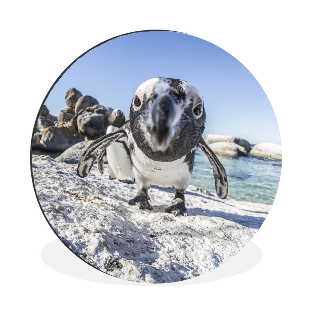 MuchoWow Aluminium Wandkreis Nahaufnahme eines Pinguins am Boulders Beach Ø 60 cm Wanddeko Modern Wohnzimmer - Wand Kreis - Wandbild - Schlafzim...