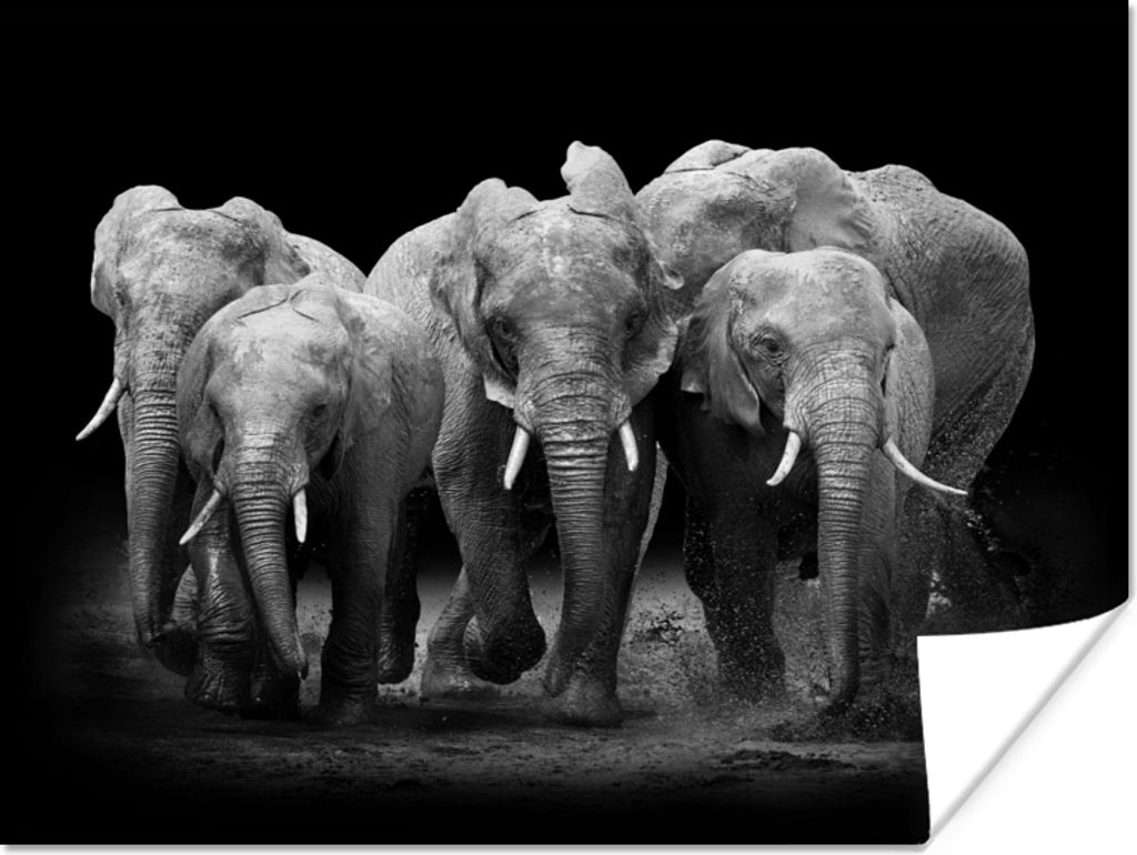MuchoWow Poster Elefant - Schwarz - Weiß - Tiere 80x60 cm - Kunst für zu Hause