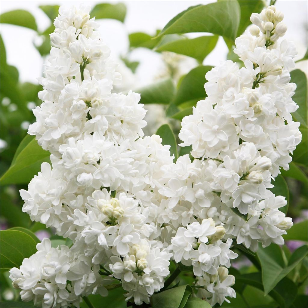Flieder Syringa vulgaris Mme Lemoine 45cm – winterhart – weiße gefüllte, duftende Blüten Mai-Juni – Topf 17cm – 1 Pflanze für Garten, B...