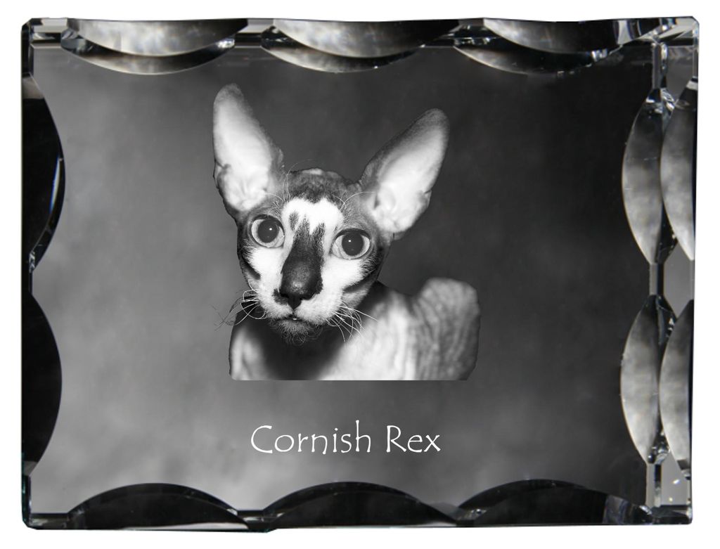 Cornisch Rex - Kristall mit Katzenbild, Glasstatuette mit Bild, einzigartiger Bilderrahmen der Marke Art-Dog