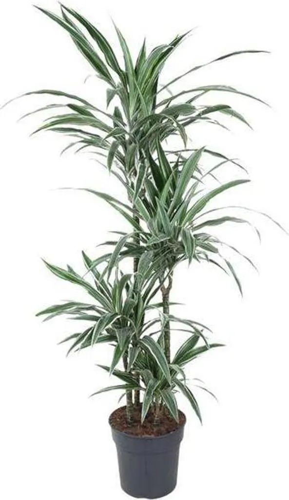 Dracaena d'intérieur Warneckei 150 cm - Feuillage Panaché Lumineux