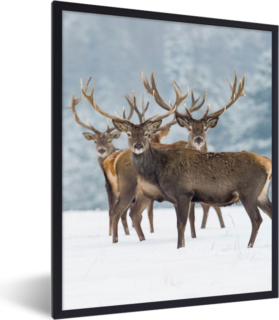 MuchoWow Gerahmtes Poster Hirsche - Tiere - Schnee - Winter - Landschaft - Natur 60x80 cm - Poster mit Schwarzem Bilderrahmen Wandposter Rahmen F...