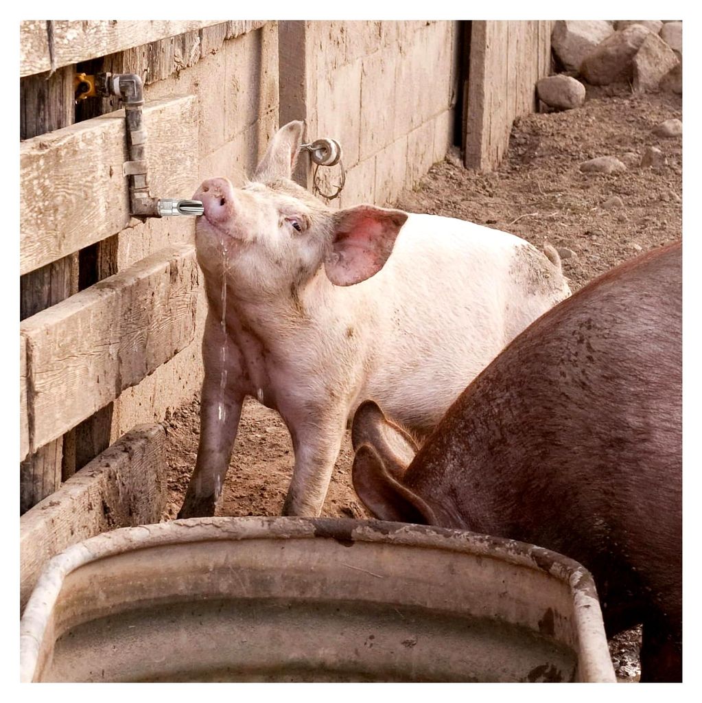Edelstahl-Tränkenippel für Schweine, 10 Stück, mit Kupferkappe und spritzsicherem Design für die Landwirtschaft