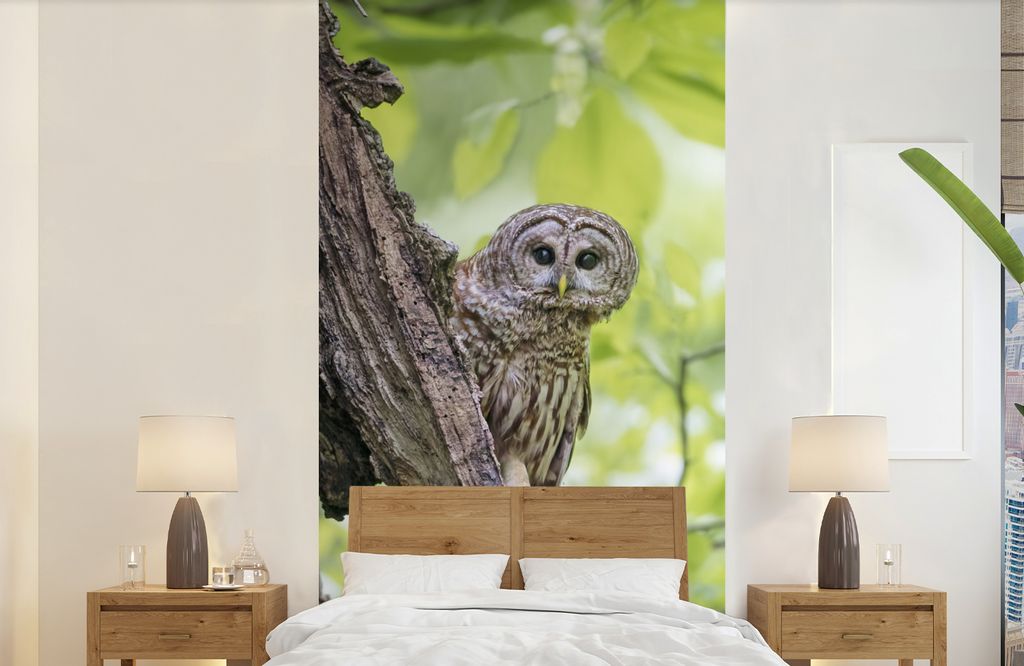 MuchoWow Fototapete für Wohnzimmer oder Schlafzimmer Wandtapete Vinyl Motivtapete Eule - Wald - Licht - 120x240 cm - Hintergrundbild