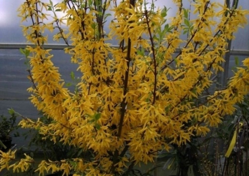 Forsythie Lynwood - Forsythia intermedia - Goldglöckchen