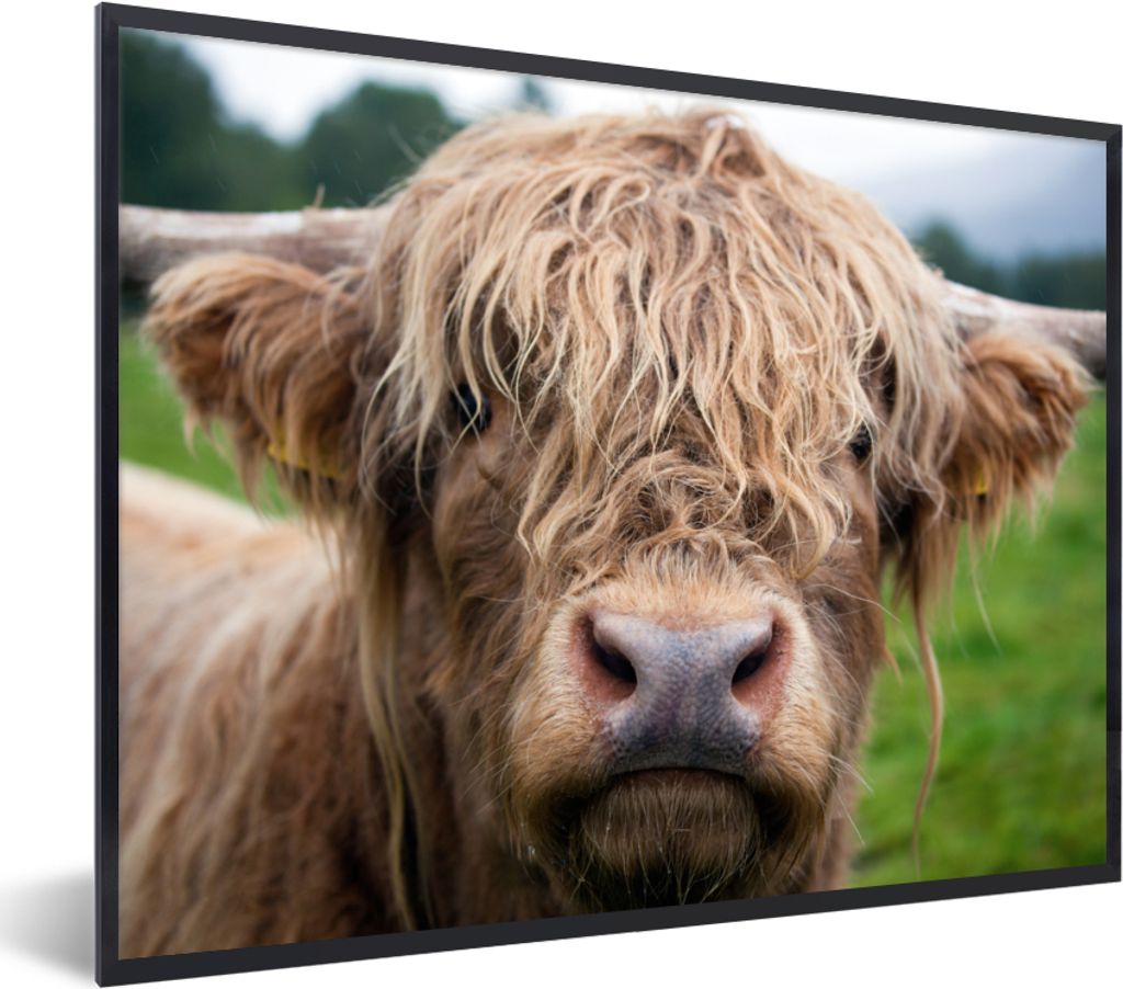 MuchoWow Gerahmtes Poster Schottische Highlander - Gras - Wald 80x60 cm - Poster mit Schwarzem Bilderrahmen Wandposter Rahmen Foto Bilder - Schwa...