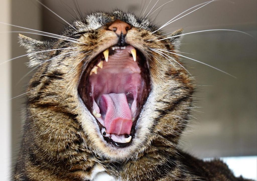 hansepuzzle 29784 - Katze Puzzle, 260 Teile, Tierwelt, 41,0 x 28,0cm mit hochwertiger Aufbewahrung, Kartonbox und wiederverschließbarem Beutel