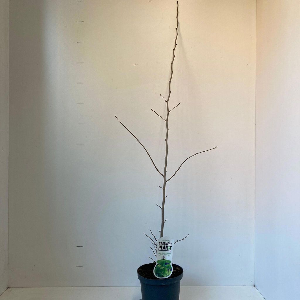 Parrotia persica - Eisenholzbaum | 40-50 cm im Topf