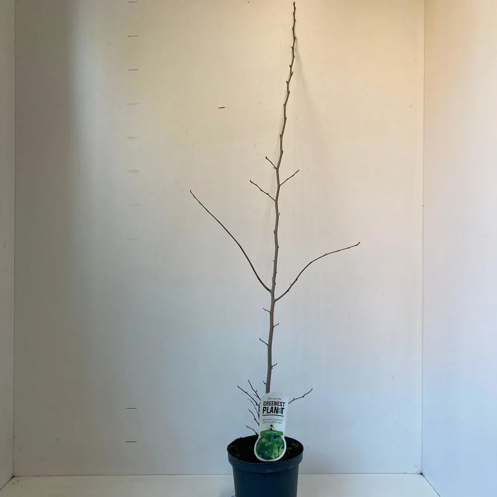 Parrotia persica - Arbre à bois de fer rustique - Pot de 40-50 cm