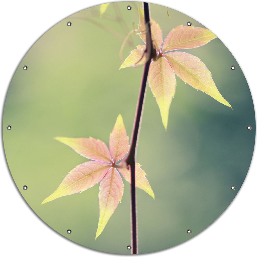 Wallario rundes Outdoor-Poster für Garten oder Balkon, Motiv Herbstblume, 120 cm Durchmesser