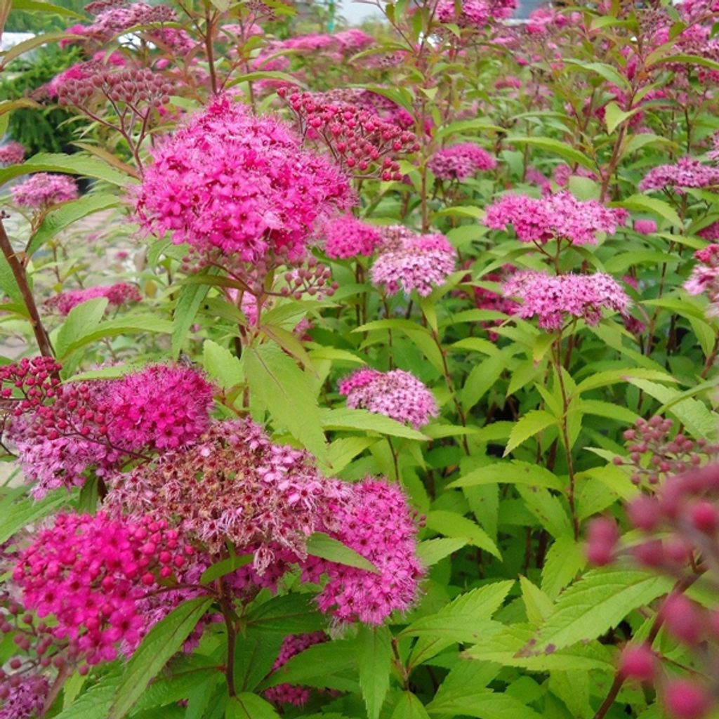 2 x Sommerspiere - Spiraea japonica 'Froebelii' | 25-30 cm in Container