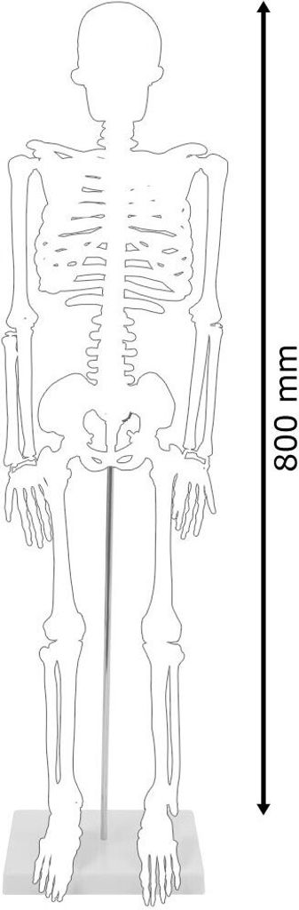 Anatomie Modell Skelett Auswahl Lebensgroß 180 cm oder Produktbild 4