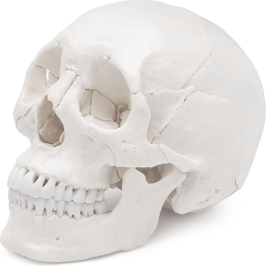 Osteopathie Anatomie Schädel Modell lebensgroß  22 teilig Produktbild 