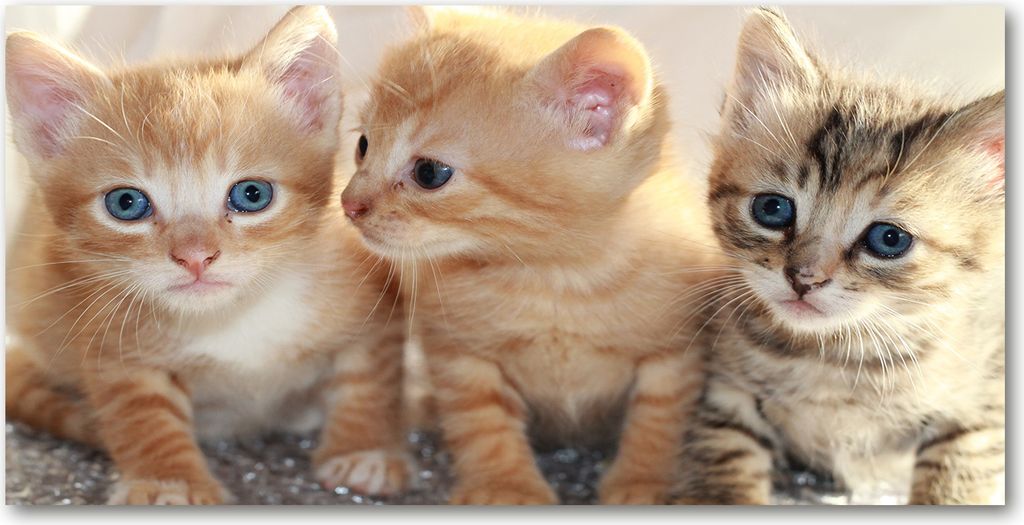 Tulup Leinwandbild - 140x70 cm - Wandkunst - Drucke auf Leinwand - Leinwanddruck - Tiere - Orange - Kleine Katzen