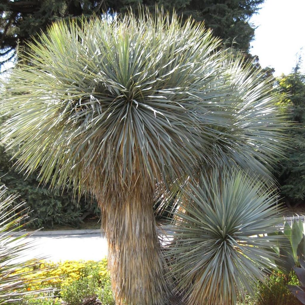 Palmovka (Yucca rostrata) – 10 semien Obrázok produktu 