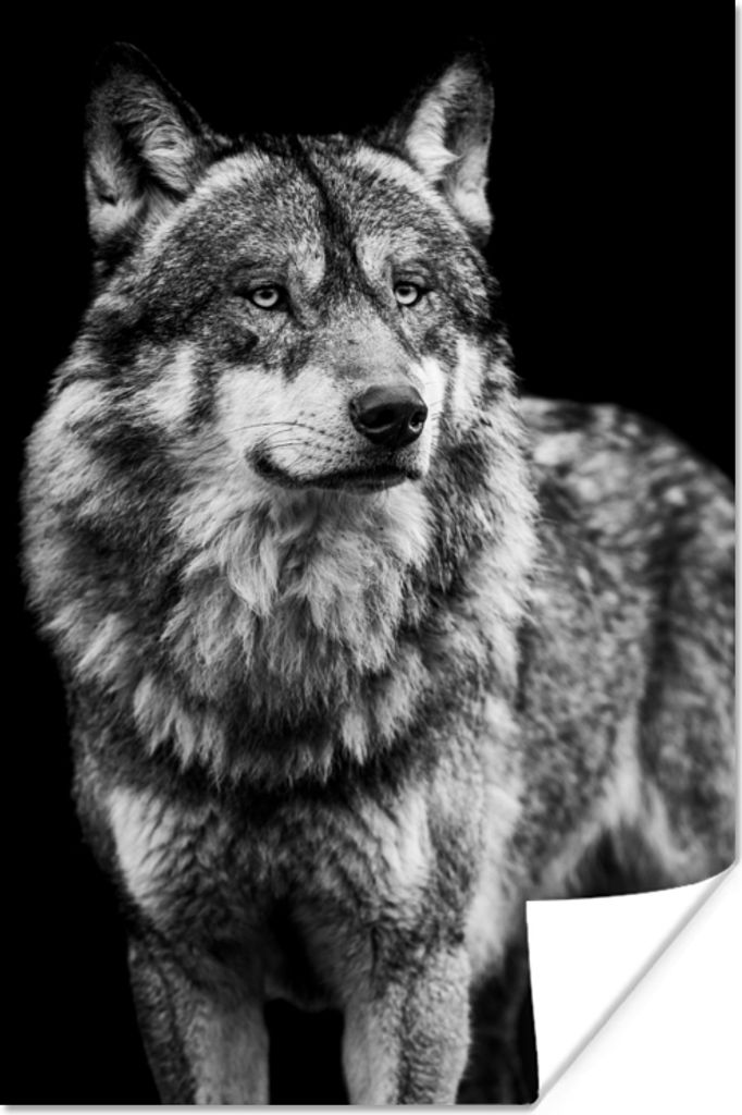 MuchoWow Poster Wolf - Tiere - Wild - Schwarz - Weiß 80x120 cm - Papierdruck