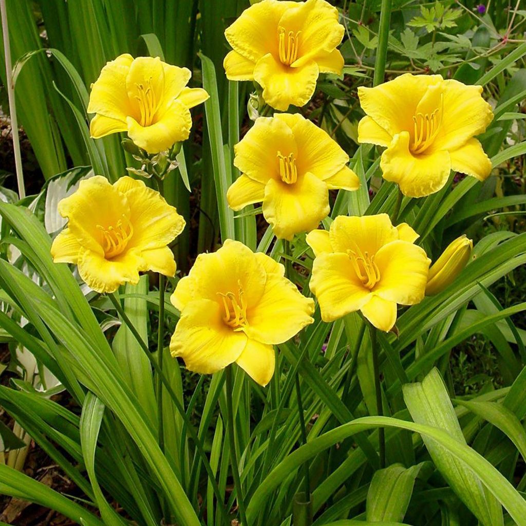 Taglilie Hemerocallis Staude Rhizom pflegeleicht Taglilie Stella D'Oro 1 St