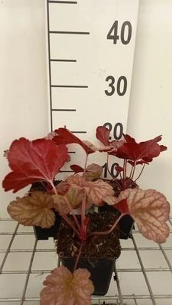 Colorer un Jardin à l'Ombre avec 6 Heuchera Berry Smoothie 9 cm
