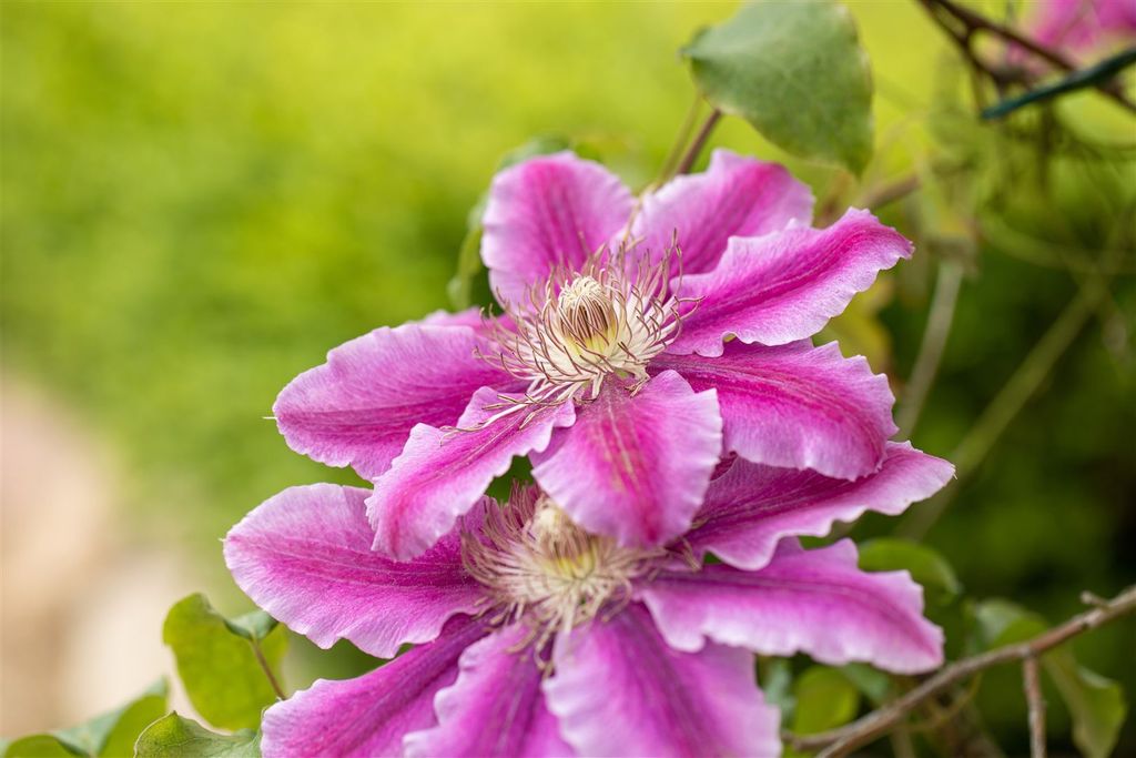 Clematis Ibrido 'Dr. Ruppel', Fiore Grande, Rosa E Bianco, 40-60 - Foto 11