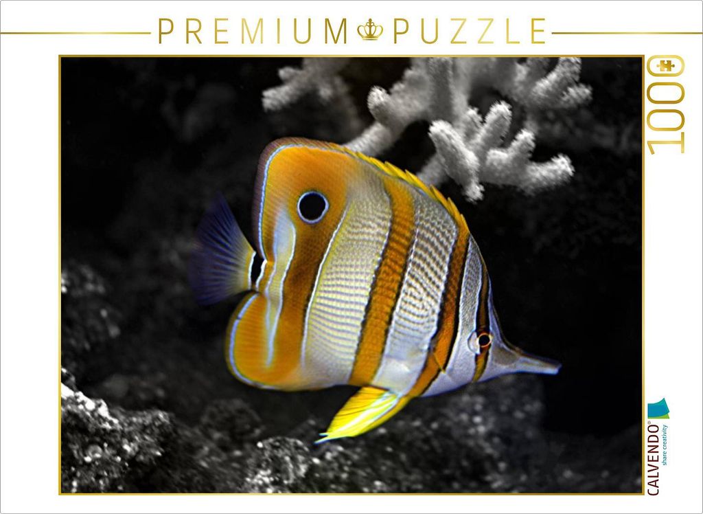 CALVENDO Puzzle Kupferstreifen Pinzettfisch, Chelmon rostratus | 1000 Teile Lege-Größe 64x48cm Foto-Puzzle für glückliche Stunden