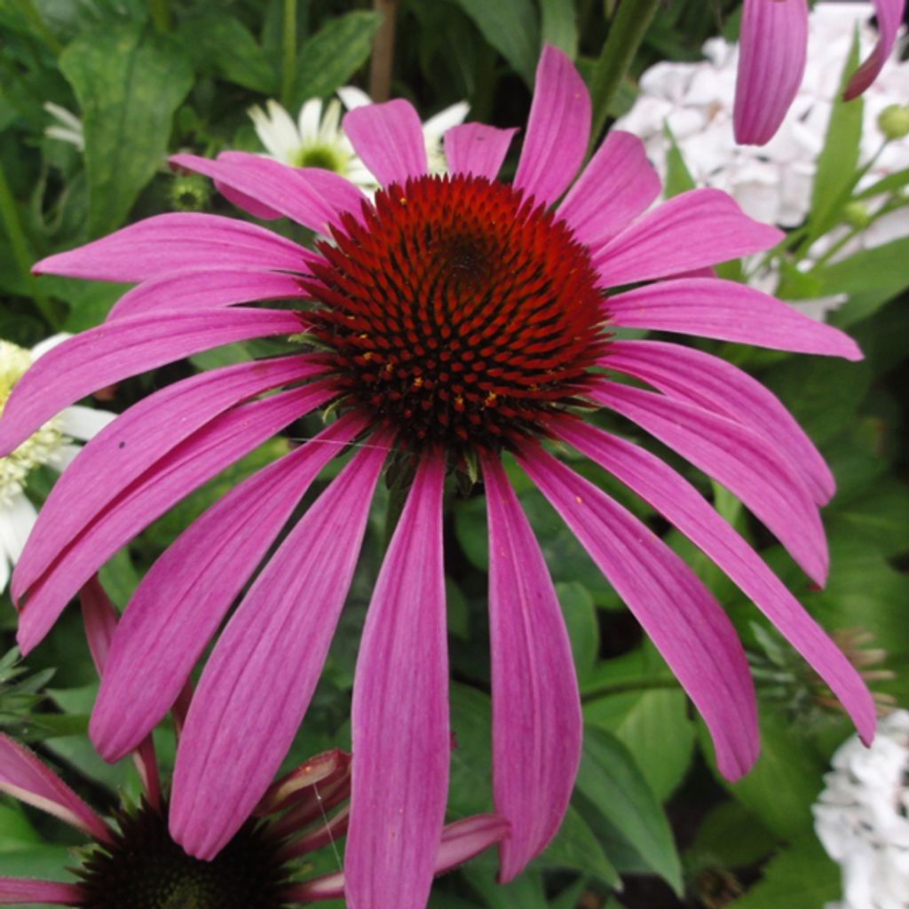 6 x Scheinsonnenhut - Echinacea purpurea 'Rubinstern' | Topf 9cm x 9cm