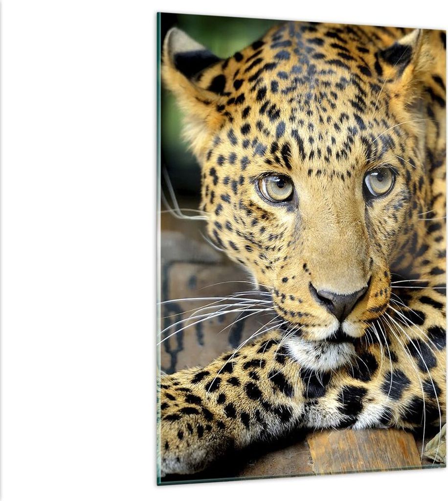 Bilder auf glas - Einteilig - Tiere gefährlich wilde katze - 80x120cm - Glasbilder - Wandbilder - Bilder - Wanddekoration aus Glas - Glas Bilder -...