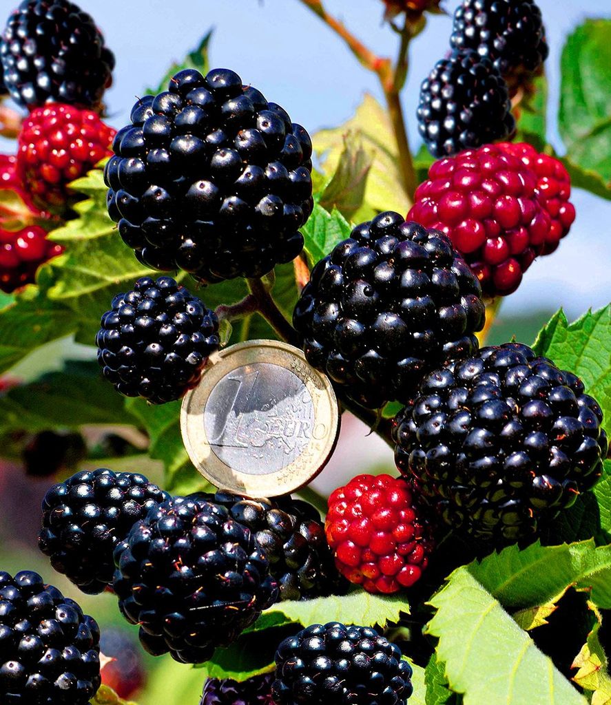 BALDUR Garten 1x Zuckerbrombeere 'Asterina ', Pflanze im 2 Liter-Topf, Rubus fruticosus, winterhart, Brombeerpflanze, Brombeerstrauch, blühend, r...