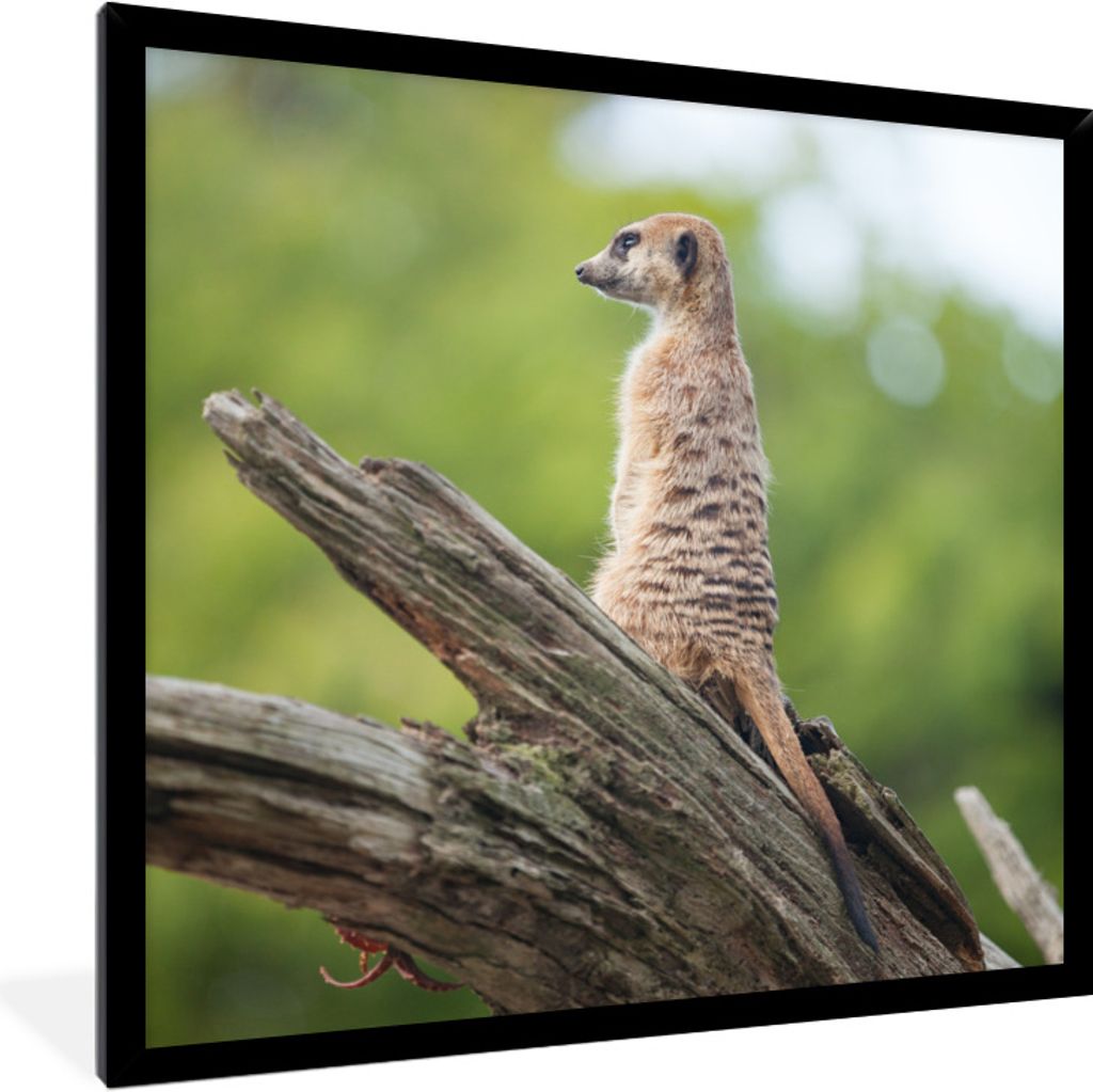 MuchoWow Gerahmtes Poster Erdmännchen - Ast - Baum 40x40 cm - Poster mit Schwarzem Bilderrahmen Wandposter Rahmen Foto Bilder - Mit Rahmen - Wan...