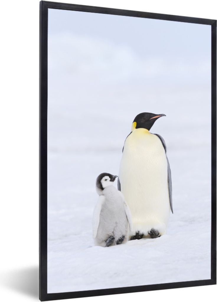 MuchoWow MuchoWow Gerahmtes Poster Pinguin - Schnee - Küken 20x30 cm - Poster mit zchwarzem Bilderrahmen - Drucken - Bilder Poster im Rahmen