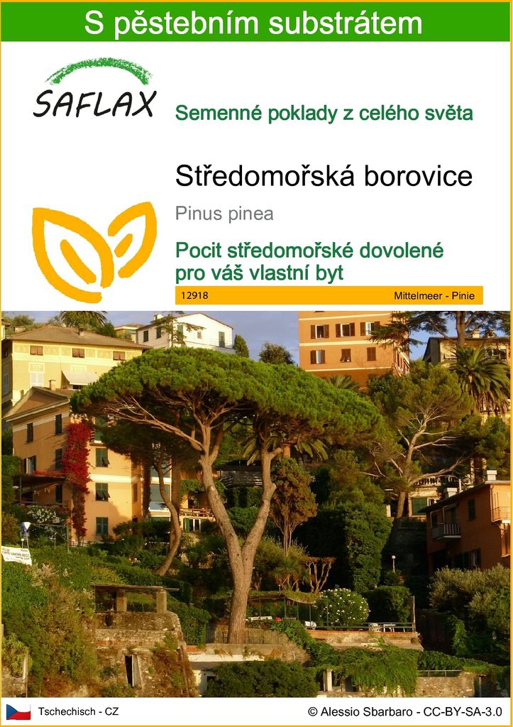 SAFLAX - Středomořská borovice - Pinus pinea - 6 Semena - S Obrázek produktu 