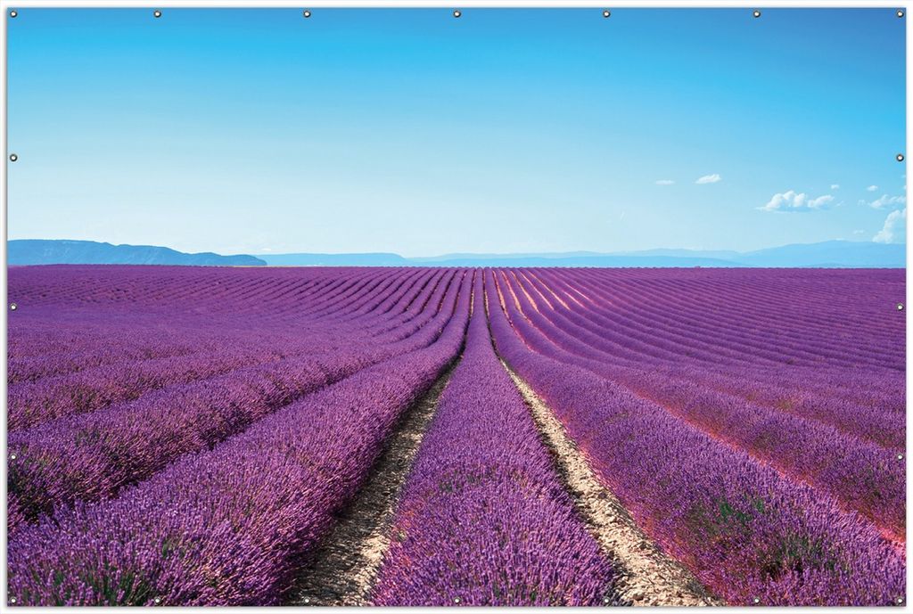 Wallario XXL Outdoor-Poster für Garten oder Balkon, Motiv Lavendelfeld unter blauem Himmel, in ca. 300 x 200 cm