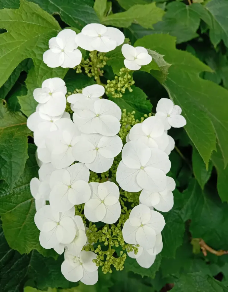 Aménager vos massifs d'ombre avec l'Hydrangea quercifolia 80-100 cm