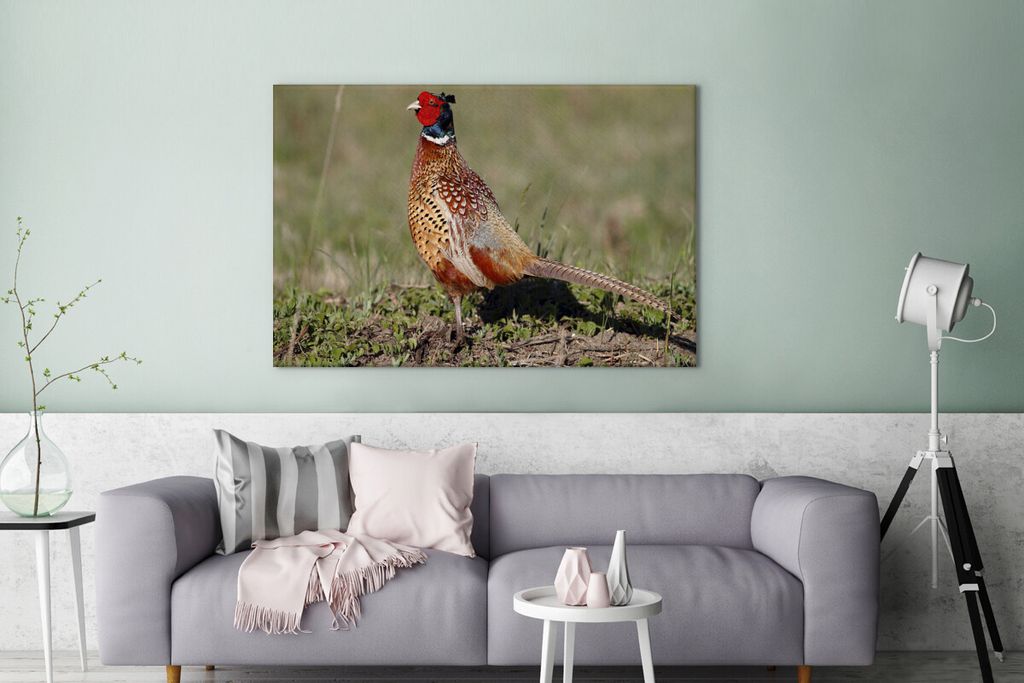 OneMillionCanvasses - Leinwandbilder - 140x90 cm, Fasan - Nahrung - Vogel, Wandbilder Kunstdruck Wanddekoration - Foto auf Leinwand - Gemälde au...