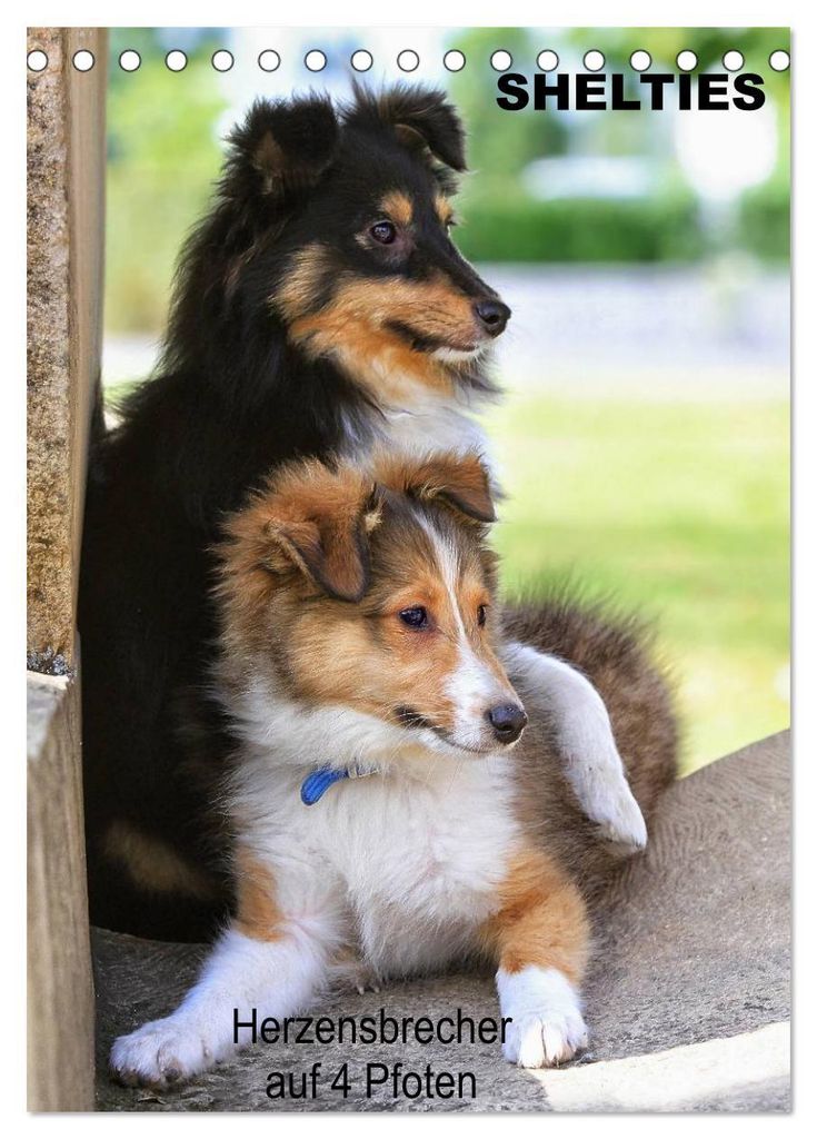 SHELTIES Herzensbrecher auf 4 Pfoten (Tischkalender 2027 DIN A5 hoch), CALVENDO Monatskalender
