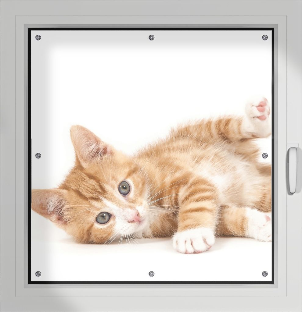 Wallario Lichtschutzbild, Dekorativer Sichtschutz Sonnenschutz 96 x 100 cm mit Motiv: Süße Katze mit großen Augen - rot weiß getigert - Verdunk...