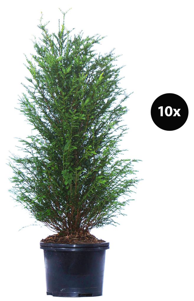 Dehner Europäische Eibe, Taxus baccata, für 5 Meter Hecke, je ca. 125-150 cm exkl. Pflanztopf, 10 x 20 l Topf, Heckenpflanze